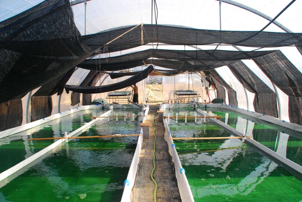 bassins spiruline cévenn' algues